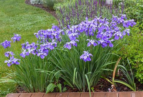 Easy Steps To Divide Siberian Iris Gardening Joy