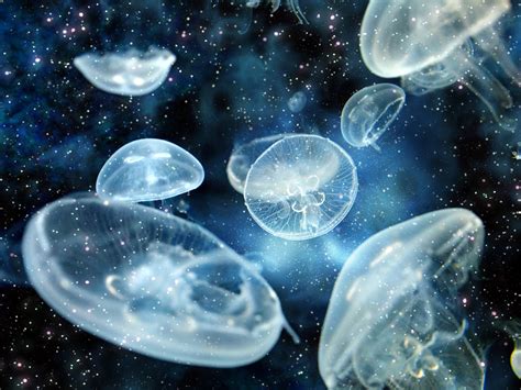 1884x1413 free wallpaper and screensavers for jellyfish ...