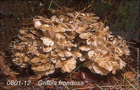 Grifola frondosa - Mushroom.Pro