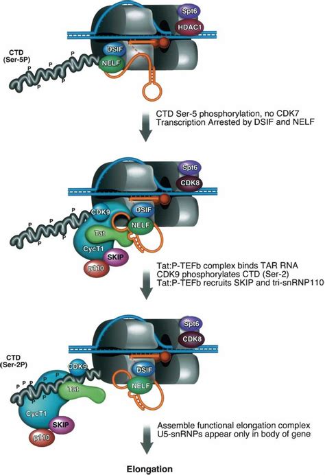 A Model For The Role Of Skip In Hiv 1 Tat Transactivation In The