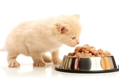 Best Canned Kitten Food