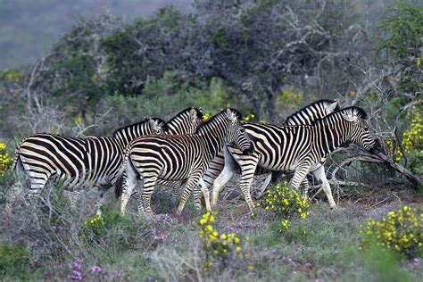 African Zebras 005 Photograph by Bob Langrish - Fine Art America