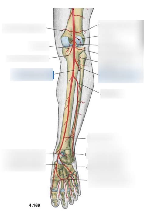 Regio Cruris Posterior Erek Diagram Quizlet