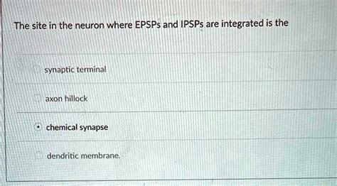 SOLVED: The site in the neuron where EPSPs and IPSPs are integrated is the synaptic terminal ...