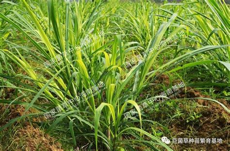 引进菌草种植示范，助力乡村振兴——从甘肃省靖远县引进种植巨菌草获巨大成功 巨菌草丨巨菌草种植丨巨菌草种苗丨巨菌草饲料丨绿洲一号丨巨菌草价格丨牧草种子丨皇竹草丨国家菌草工程技术研究中心海南基地