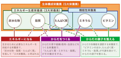 7大栄養素の基本知識を身につけよう！（栄養基礎） Lifemeal ライフミール