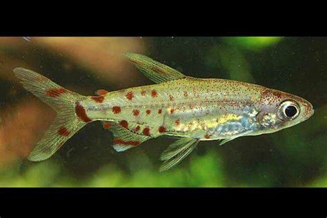 adonis tetra freshwater aquarium fish tropical fish aquarium