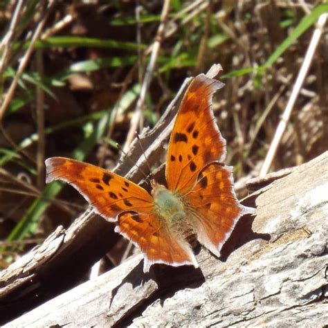 31 Types Of Butterflies In Maryland With Pictures