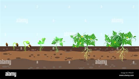 Watermelon plant growth stages hi-res stock photography and images - Alamy