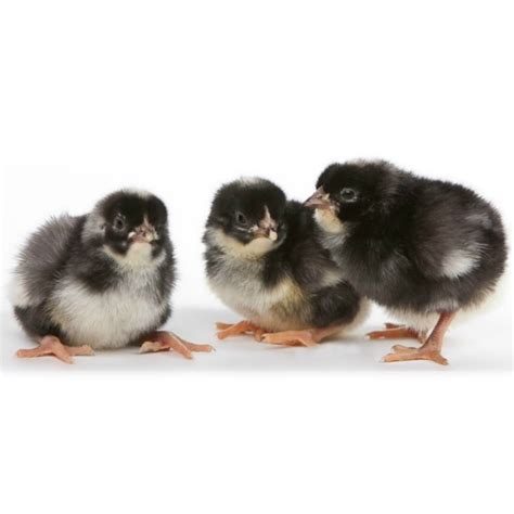 Cuckoo Marans Day Old Chicks