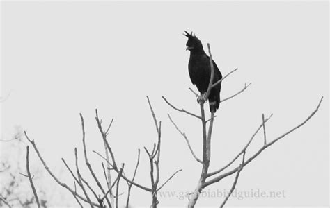 GambiaBirdGuide.net » Blog Archive Long-Crested-Eagle-Gambian-Birds-of ...