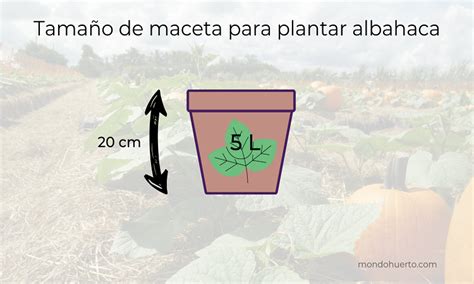 Plantar ALBAHACA en el huerto cómo y cuándo hacerlo GUÍA