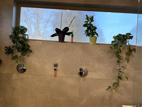 How’s my shower garden coming along? : r/houseplants