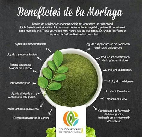 Beneficios De La Moringa Ole Fera Que Es Y Para Que Sirve Artofit