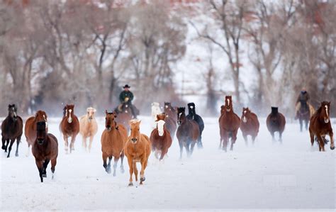 Cool Horse Backgrounds - Wallpaper Cave