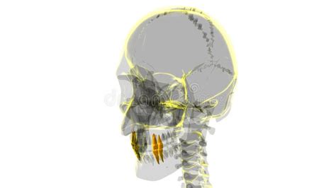 Human Teeth Premolars Anatomy 3D Illustration Stock Illustration ...