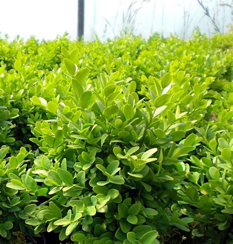 Самшит вічнозелений Buxus sempervirens Suffruticosa | Листяні кущі ...