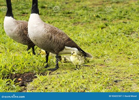 Baby Geese With Mom And Dad Stock Image Image Of Pond Island 93422187