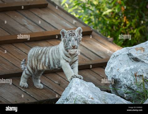 Baby White Tiger Cubs