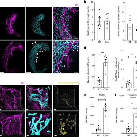 Sns Fibres Directly Innervate Mammary Ductal Epithelium A Lsfm Images