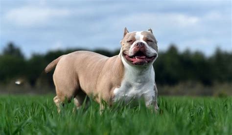 What Is The Best Breed of Bully Breeders? | by Titus donna | Aug, 2023 | Medium