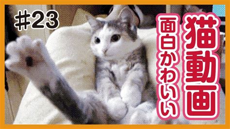 【面白猫動画】可愛くて癒される♪おもしろ猫動画集 23 Youtube