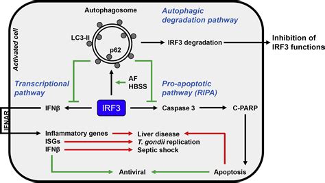 Autophagic Degradation Of Irf Induced By The Small Molecule Auranofin