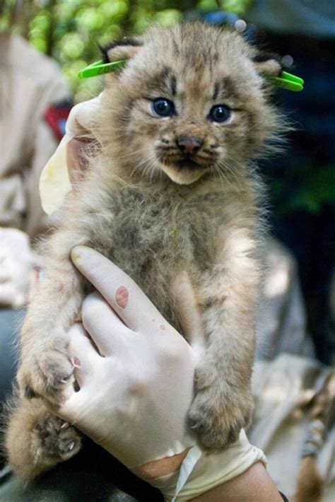 Free picture: bobcat, snow