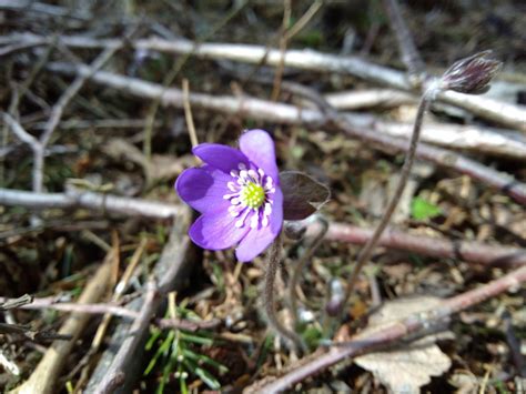 Anemone Hepatica Nobilis Free Photo On Pixabay Pixabay