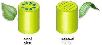 Schematic of cross-section of dicotyledon and monocotyledon stem ...