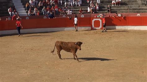 Matinal Vacas Plaza En Corella Navarra Merino Youtube