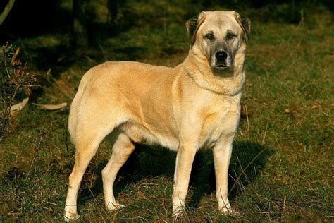 11 Anatolian Shepherd Mixes That You Never Know Existed - The Goody Pet