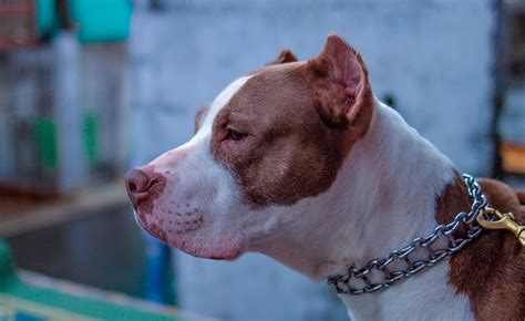 Niña fue atacada por un perro pitbull en Bogotá CABLENOTICIAS