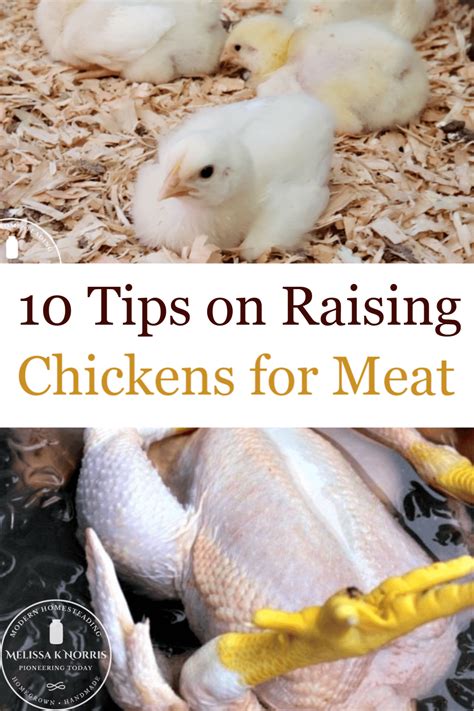 10 Tips On Raising Chickens For Meat Artofit