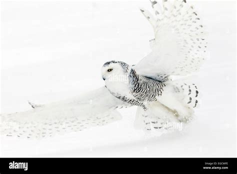 Snowy Owl Close up Flight Stock Photo - Alamy