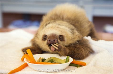 Celebrating Thanksgiving with Sloths - The Sloth Conservation Foundation