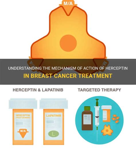 Understanding The Mechanism Of Action Of Herceptin In Breast Cancer ...