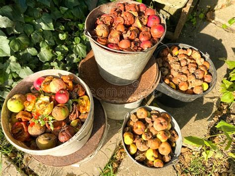 Organic Biodegradable Waste Container With Food Waste And Vegetable