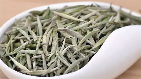 Baihao Yinzhen Silver Needle Origin History Brewing Method And