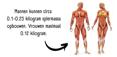 Spieropbouw Hoe Doe Je Dat Tips Spiermassa Protocol Review