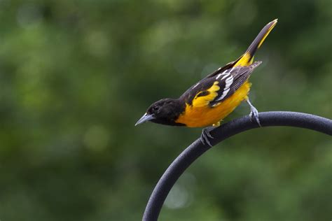 Baltimore oriole - song / call / voice / sound.