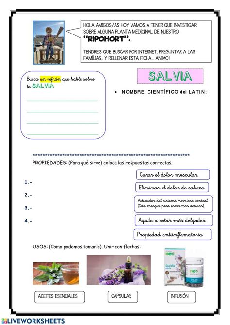 Salvia Plantas Medicinales Worksheet Live Worksheets