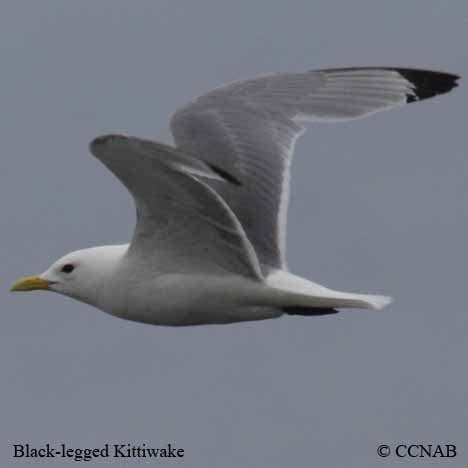 Black-legged Kittiwake (Rissa tridactyla) - BLKI