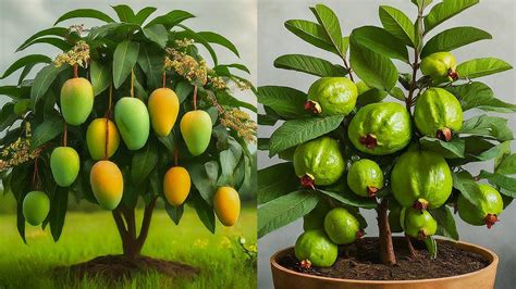 Ready To Grow Your Own Guava Tree At Home Best Method Of Propagation