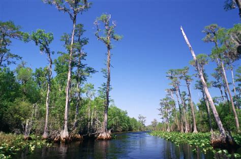 Free Picture Bald Cypress Swamp