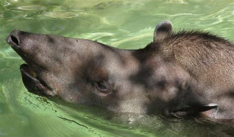 Brazilian Tapir The Animal Facts Appearance Diet Habitat Behavior