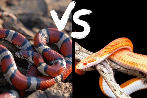 Corn Snake Vs. Milk Snake: Which Is Best for Beginners?