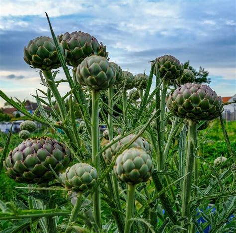 5 Consejos esenciales para el cultivo de alcachofas Guía práctica para