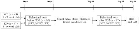 Figure 1 From Effects Of Stathmin 1 Gene Knockout On Behaviors And