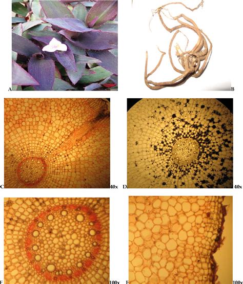 Figure 2 From Anatomy Of The Vegetative Organs Of Tradescantia Pallida